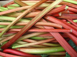 Rhubarb_(4701344946)