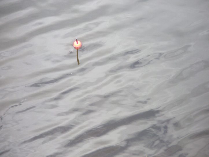 Mete vid Timsälven 2013