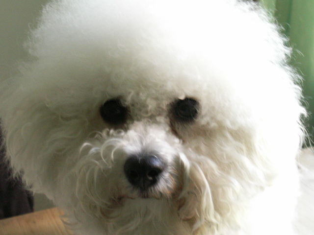 KONICA MINOLTA DIGITAL CAMERA