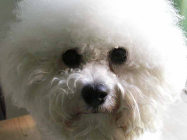 KONICA MINOLTA DIGITAL CAMERA