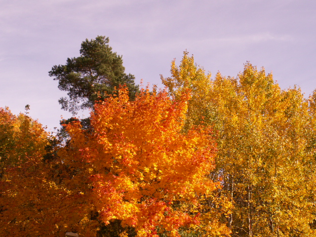 KONICA MINOLTA DIGITAL CAMERA