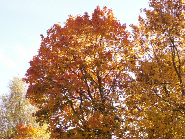 KONICA MINOLTA DIGITAL CAMERA