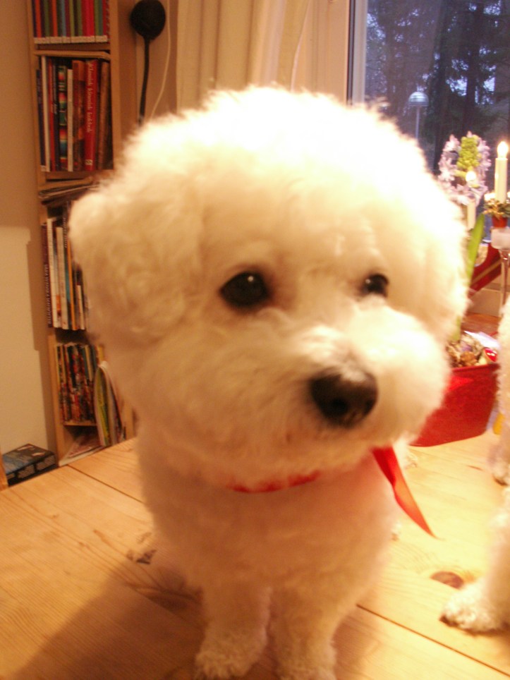 KONICA MINOLTA DIGITAL CAMERA