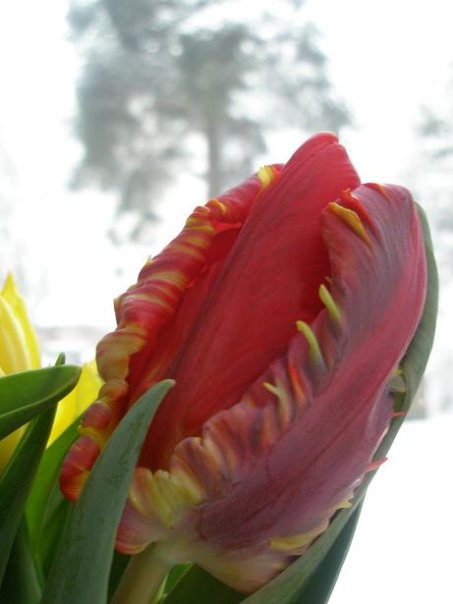 tulpan4
