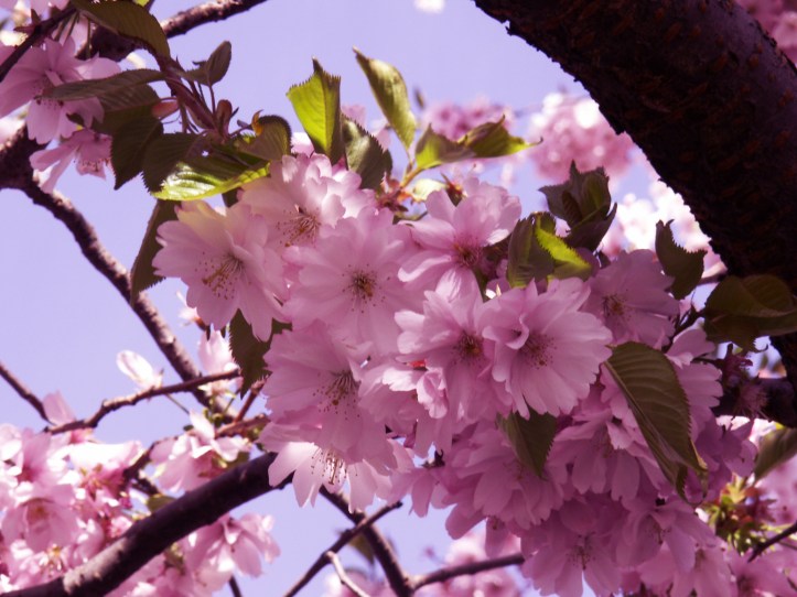 KONICA MINOLTA DIGITAL CAMERA