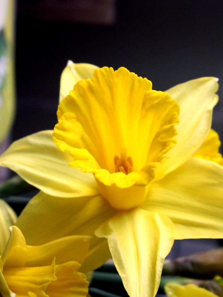 KONICA MINOLTA DIGITAL CAMERA