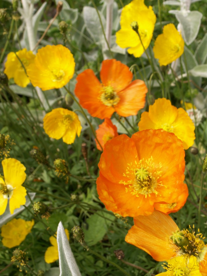 KONICA MINOLTA DIGITAL CAMERA