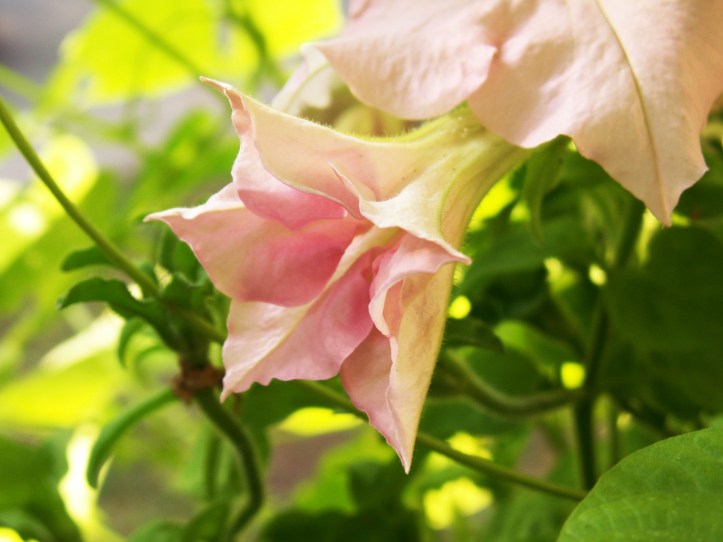 KONICA MINOLTA DIGITAL CAMERA