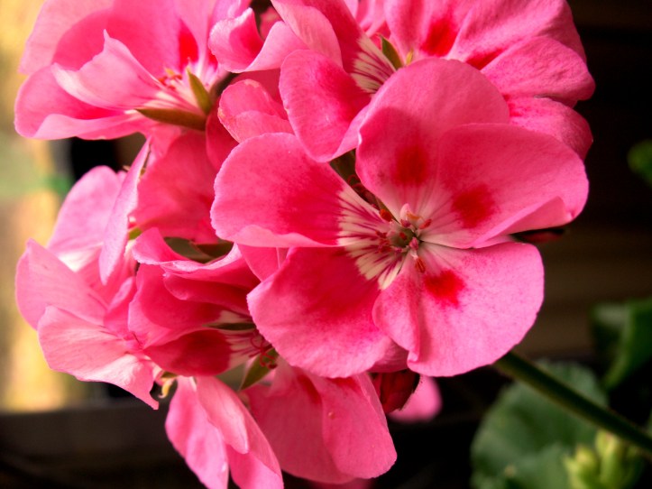 KONICA MINOLTA DIGITAL CAMERA