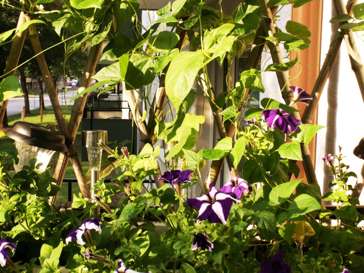 KONICA MINOLTA DIGITAL CAMERA