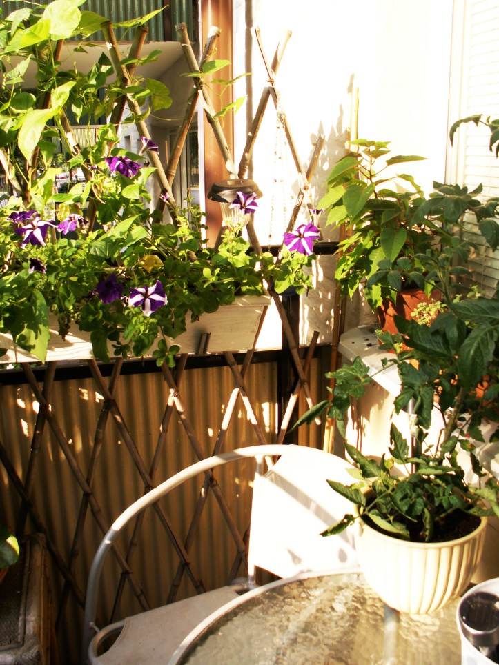 KONICA MINOLTA DIGITAL CAMERA