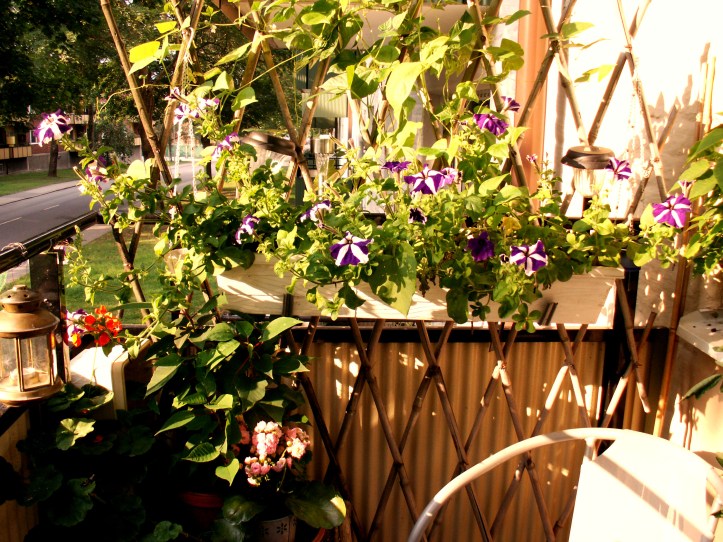 KONICA MINOLTA DIGITAL CAMERA