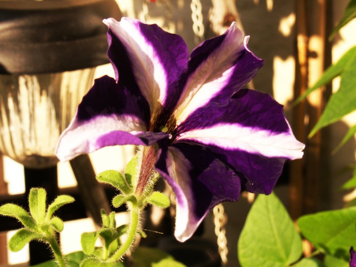 KONICA MINOLTA DIGITAL CAMERA