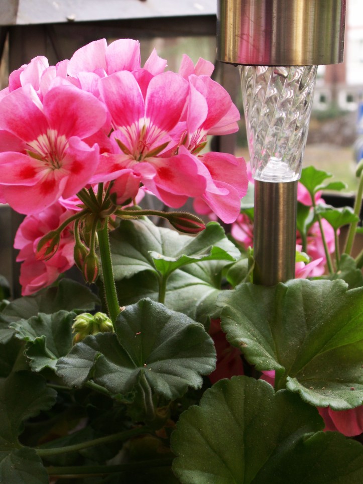 KONICA MINOLTA DIGITAL CAMERA