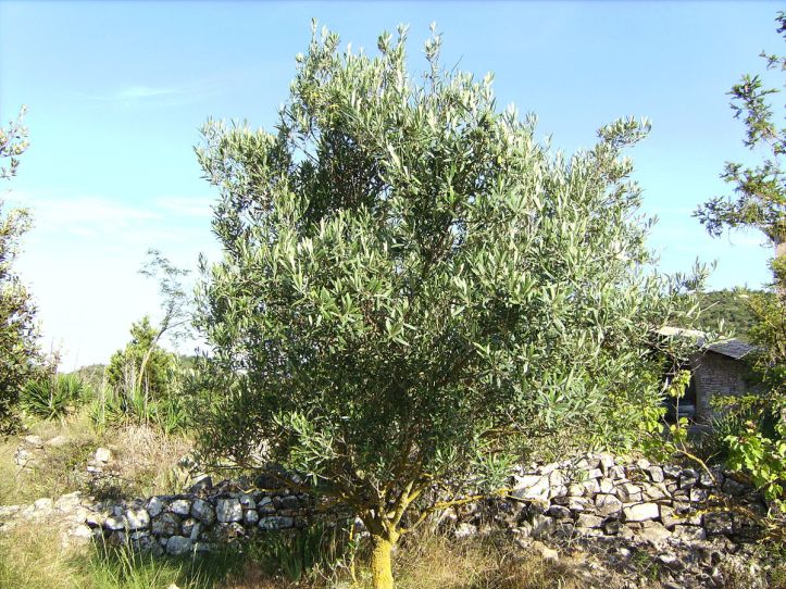 Ett vackert olivträd av arten Hojiblanca... (Foto: wikimedia commons)