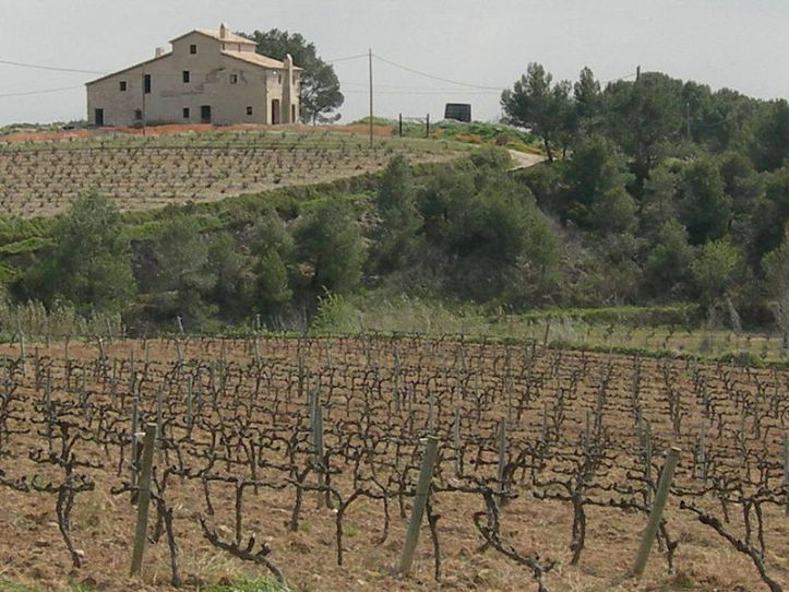 "Cava country" i Spanien- (Foto: Wikimedia Commons)