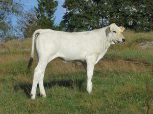 chianina