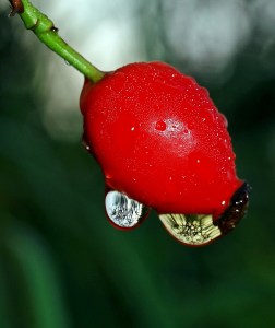 rose-hip-1549605_1280